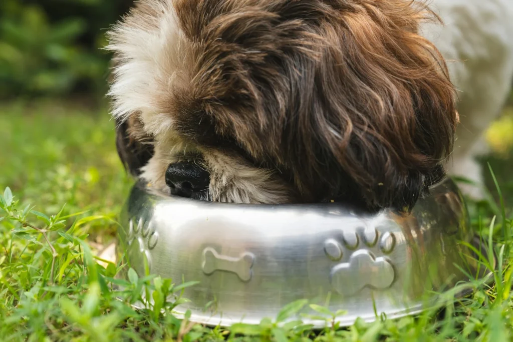 Feeding Enrichment for Senior Dogs: Keeping Older Pets Sharp and Engaged
