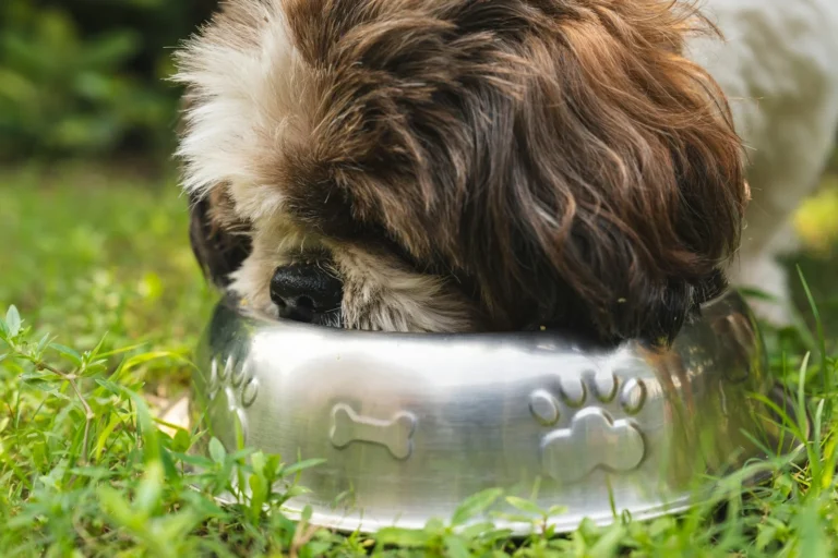 Feeding Enrichment for Senior Dogs: Keeping Older Pets Sharp and Engaged
