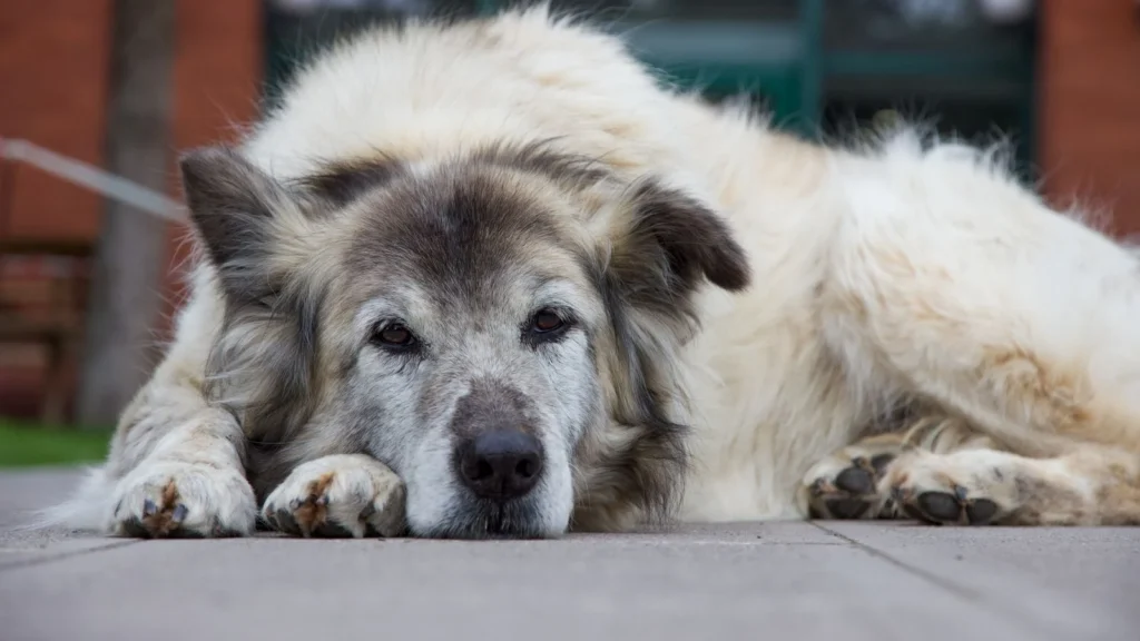 Senior dog with a grey muzzle lying down and resting