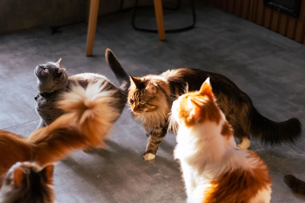 Several cats gathering and competing at mealtime