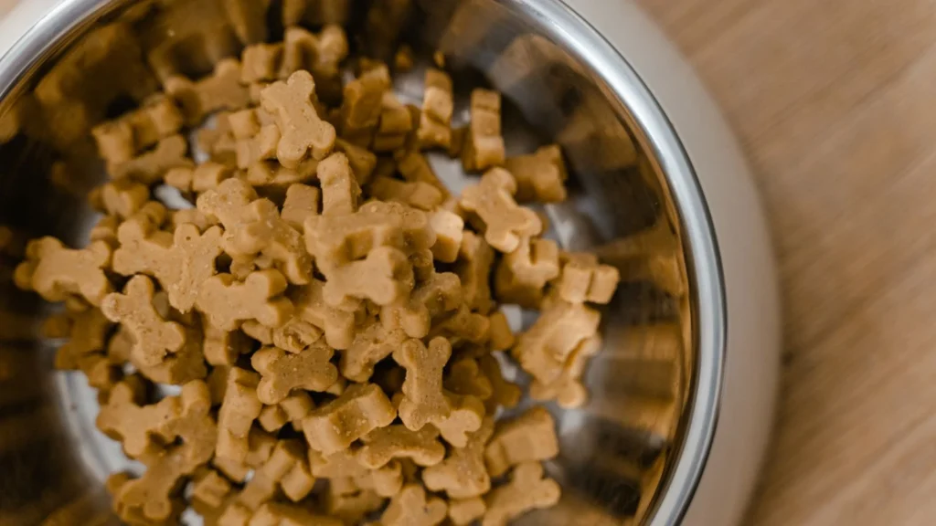 Are Slow Feeders Safe? Materials, BPA, and How to Clean Them Properly