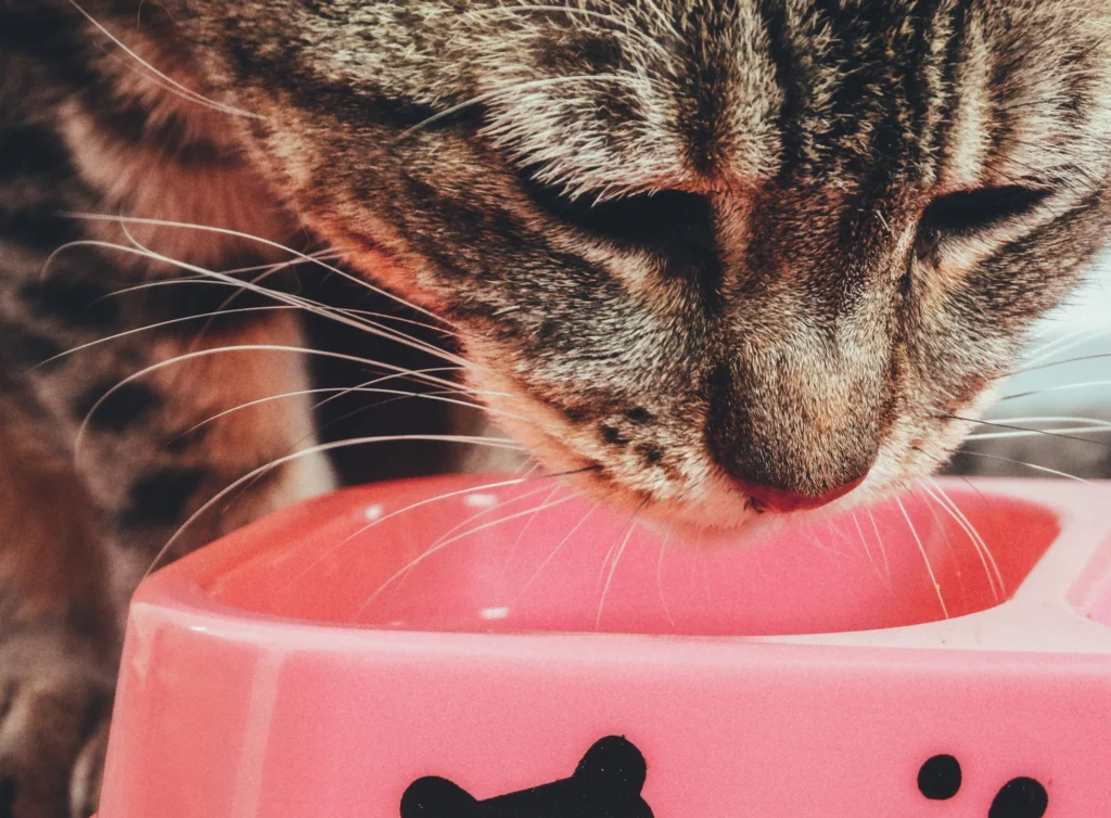 5 Signs Your Cat Is Eating Too Fast (and How to Slow Them Down)
