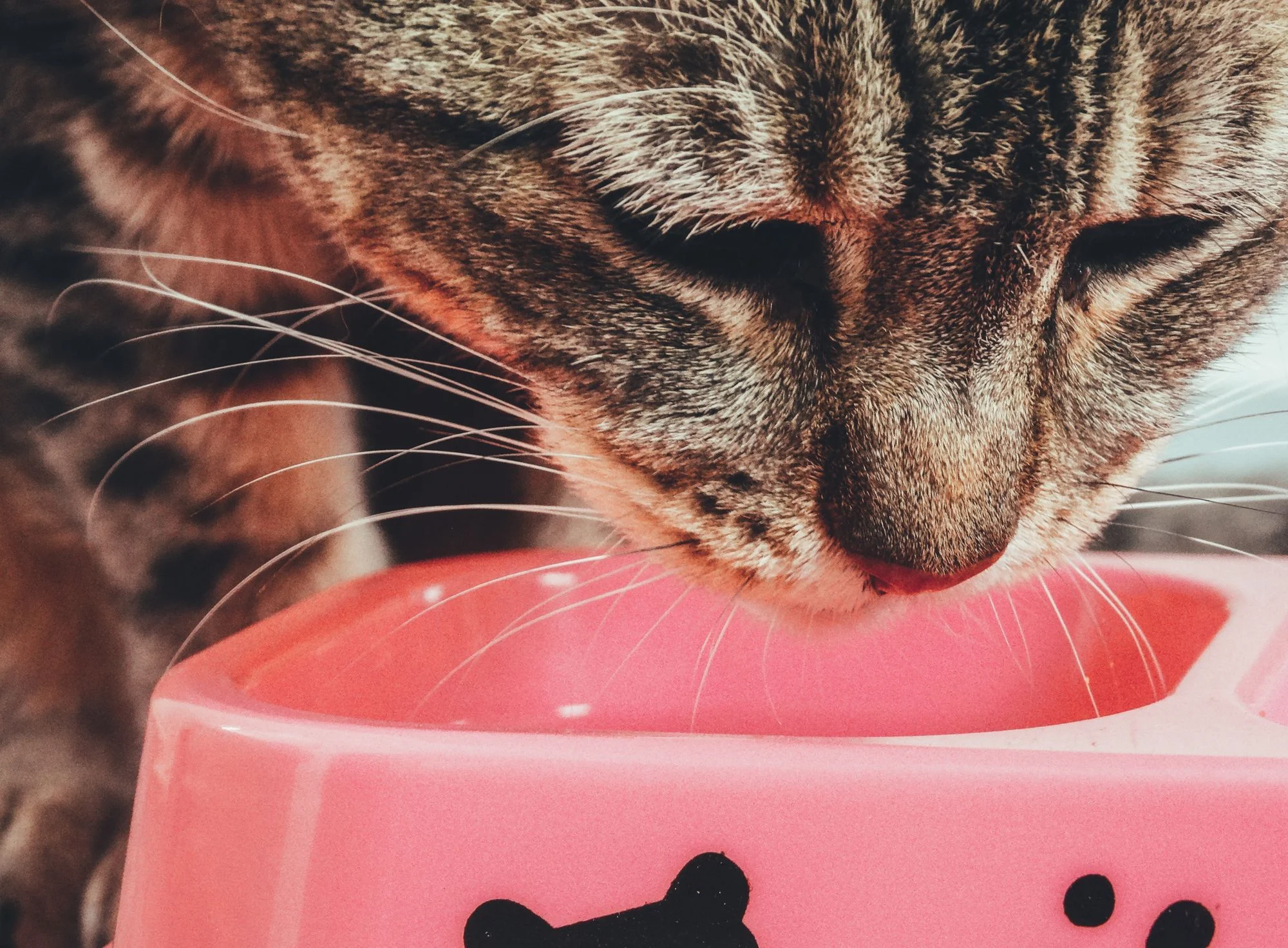 5 Signs Your Cat Is Eating Too Fast (and How to Slow Them Down)