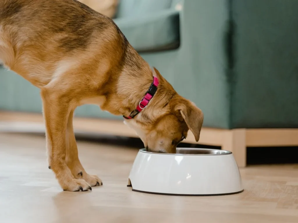 5 Signs Your Dog Eats Too Fast (And How to Fix Each One)