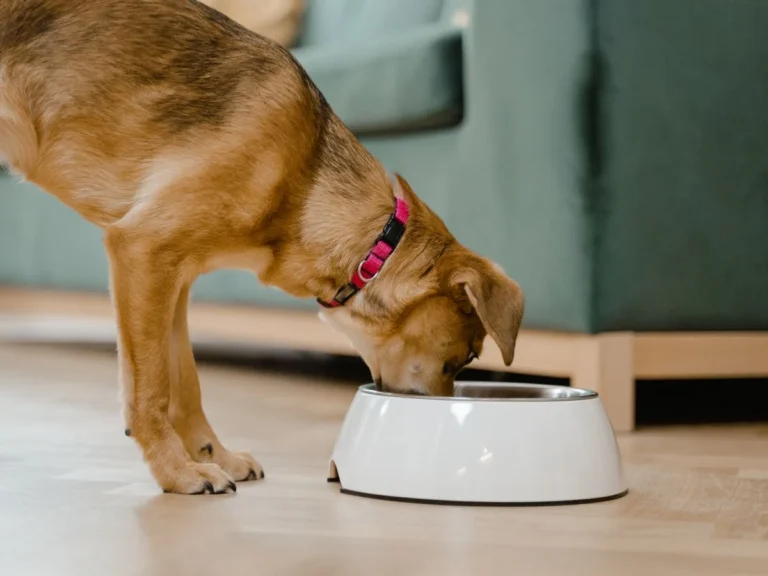 5 Signs Your Dog Eats Too Fast (And How to Fix Each One)