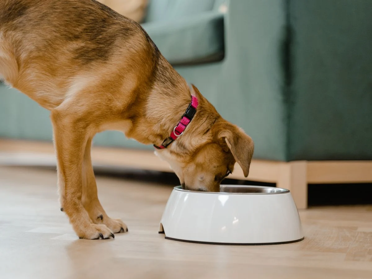 5 Signs Your Dog Eats Too Fast (And How to Fix Each One)