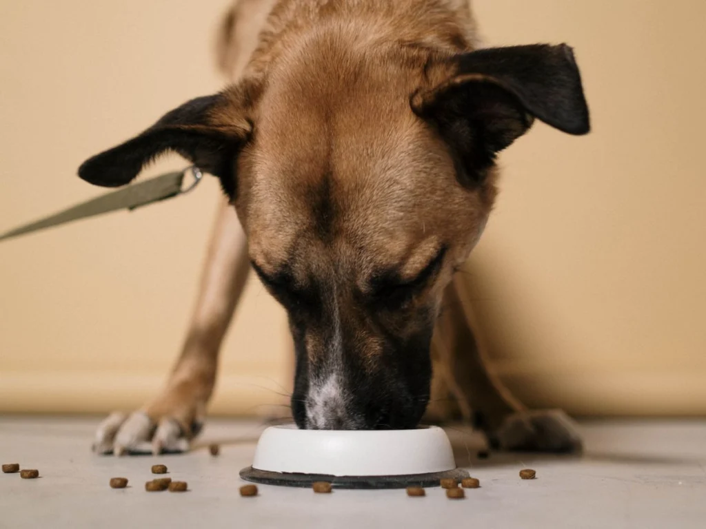 Slow Feeder vs Puzzle Feeder: Which Is Right for Your Dog?