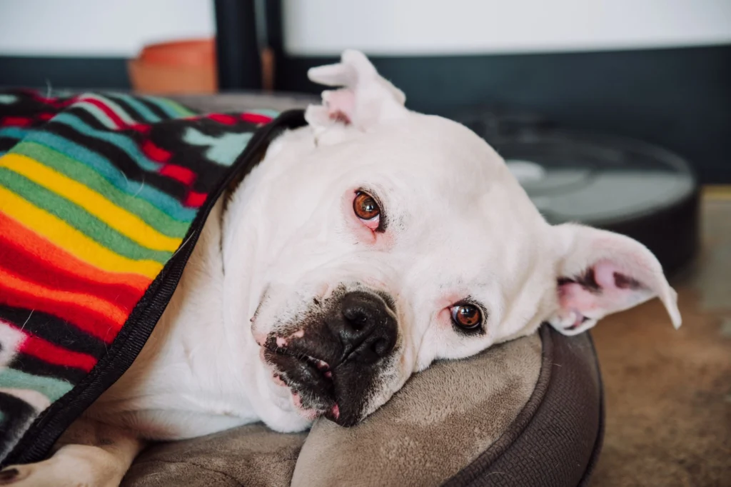 White dog resting its head on a bed with a worried expression