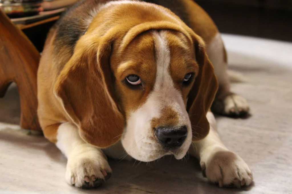 Beagle lying on the floor with a hopeful look