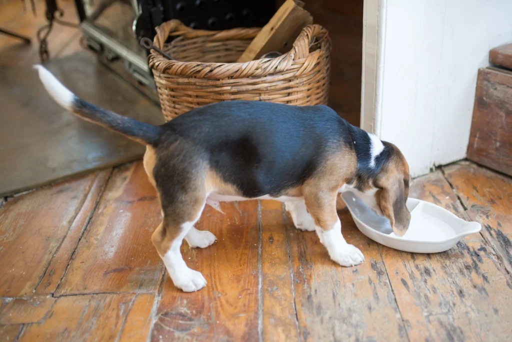 Beagle puppy eating its meal from a white bowl on a wooden floor