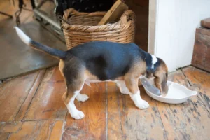Beagle puppy eating its meal from a white bowl on a wooden floor
