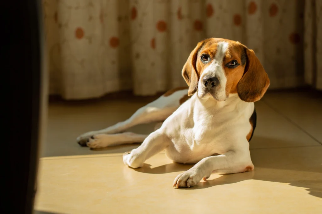 Beagle resting on a sunlit kitchen floor