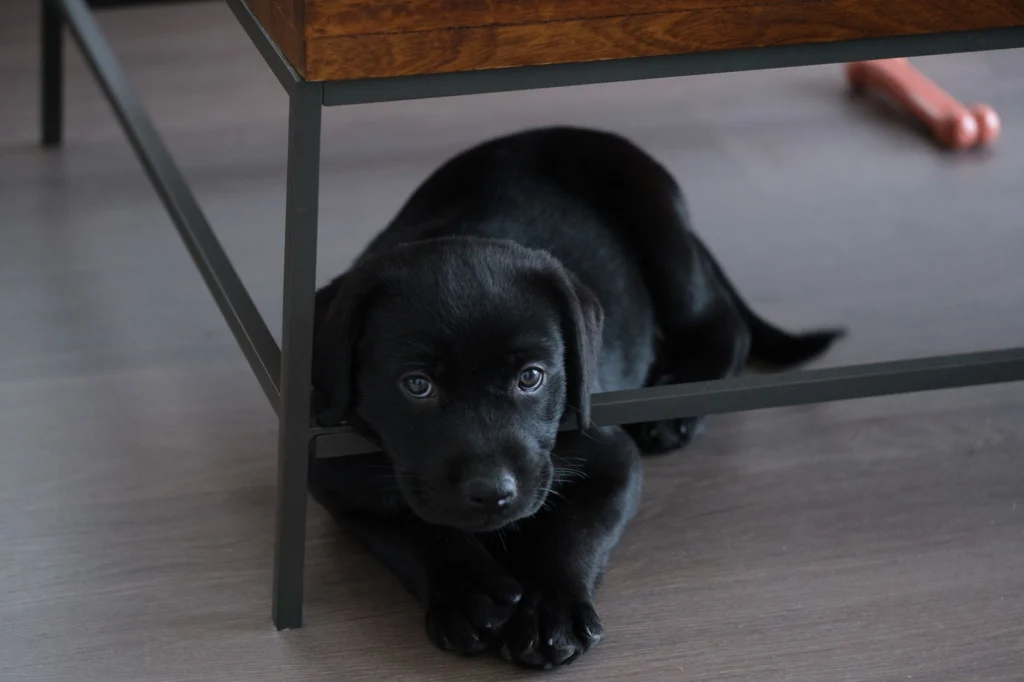 Black Labrador puppy resting under a coffee table