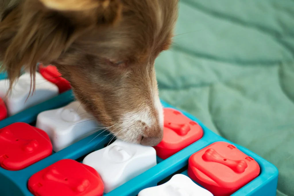 Border Collie working on a blue and red interactive puzzle toy to find hidden treats