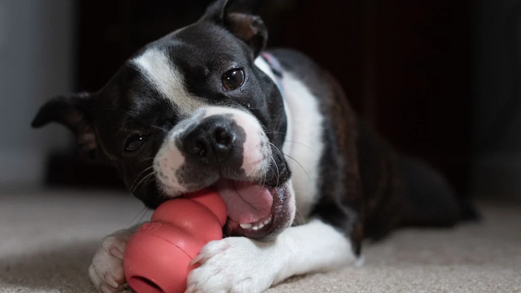 Boston Terrier lying on the floor chewing a red rubber treat-dispensing toy