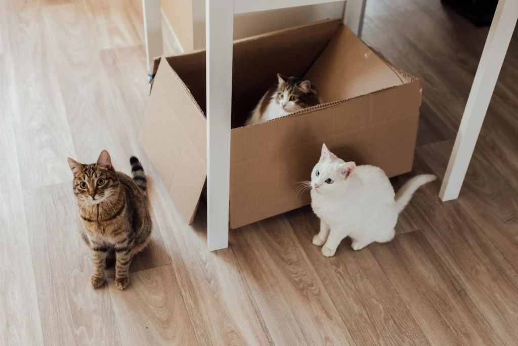 Three cats exploring an open cardboard delivery box on a wooden floor