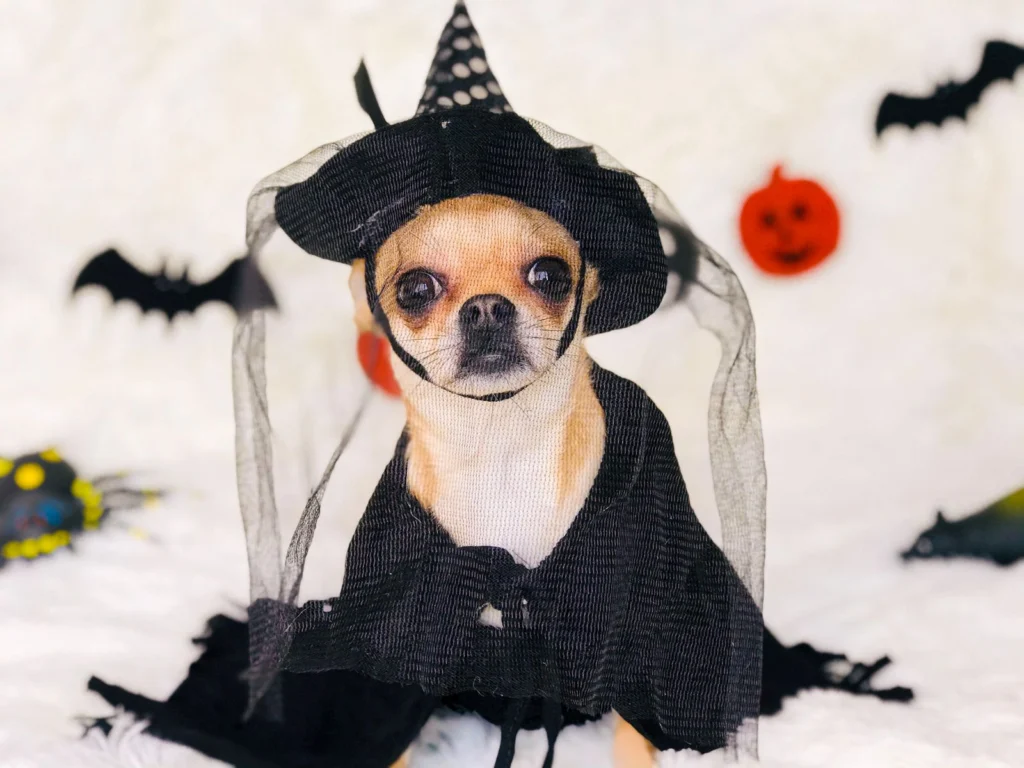 Dog Halloween Costumes 2026: Best Ideas + Safety Tips for Dogs and Cats