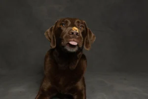 Chocolate Labrador retriever licking peanut butter off its nose, the kind of spread used on a lick mat