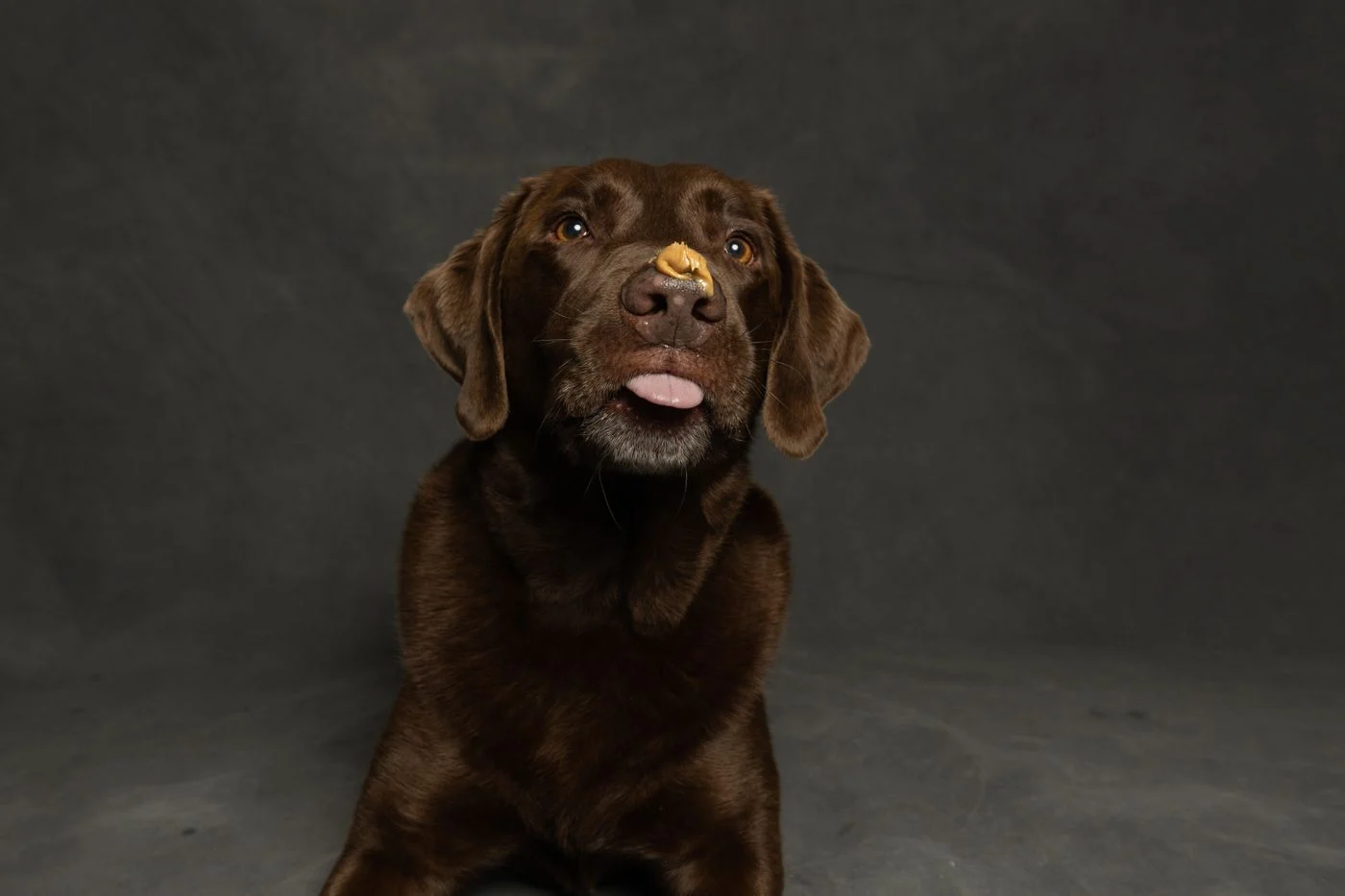 How to Use a Lick Mat for Dogs (2026 Guide)