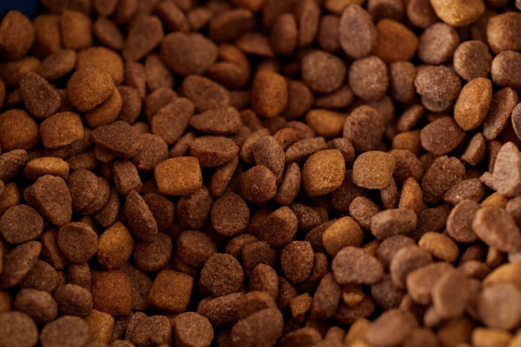 Close-up of dry kibble pieces