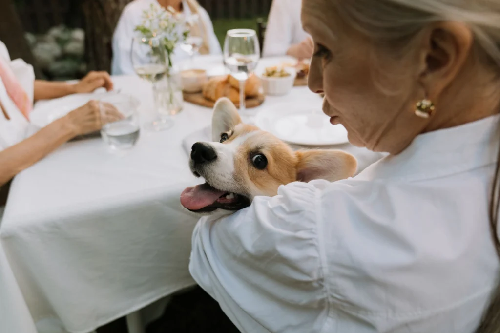 Corgi leaning in at a family dinner table