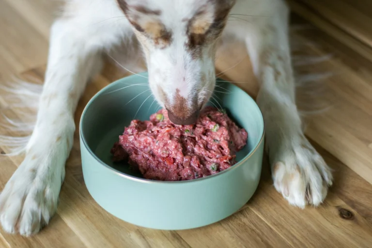 Best Slow Feeder for Dogs in 2026: How to Choose