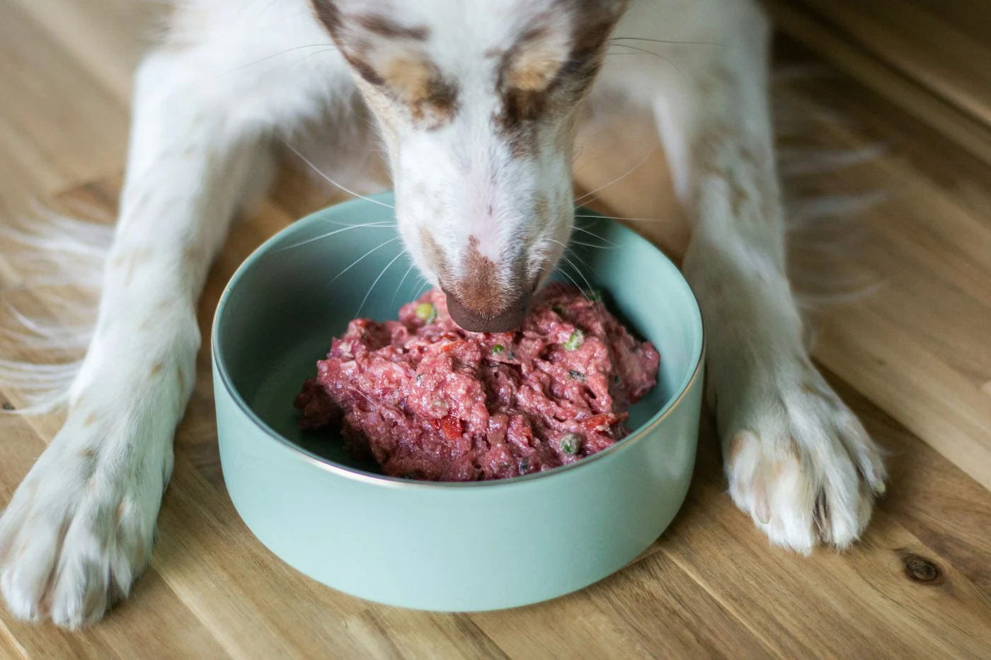 Best Slow Feeder for Dogs in 2026: How to Choose