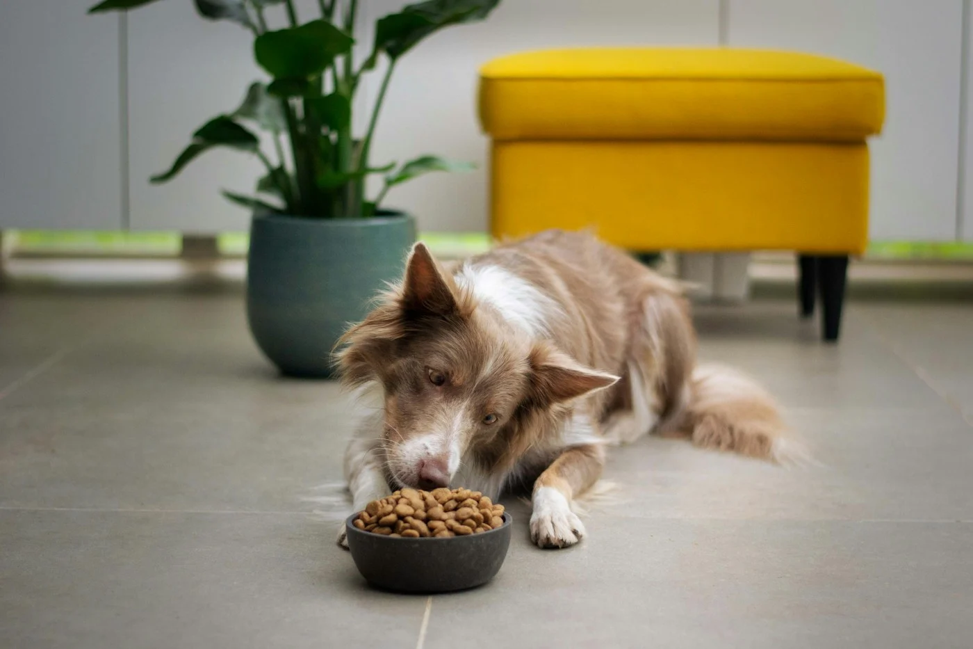 How to Stop a Dog From Eating Too Fast (2026 Guide)