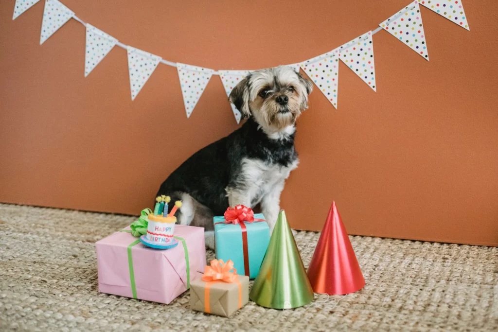 How to Calm a Dog During Fireworks This New Year’s Eve (2026 Guide)