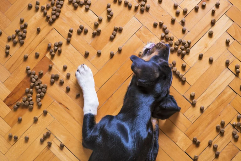 Dog Choking on Food: Signs, What to Do, and How to Prevent It