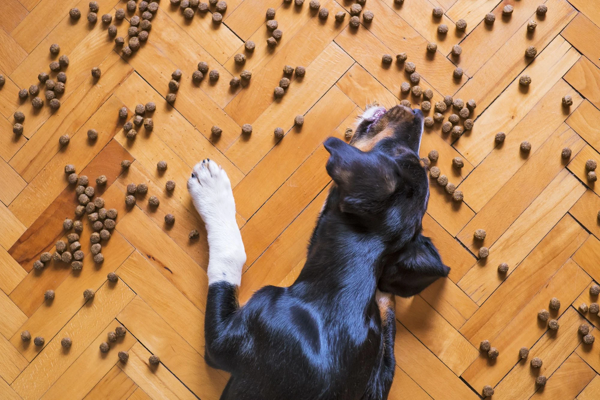 Dog Choking on Food: Signs, What to Do, and How to Prevent It