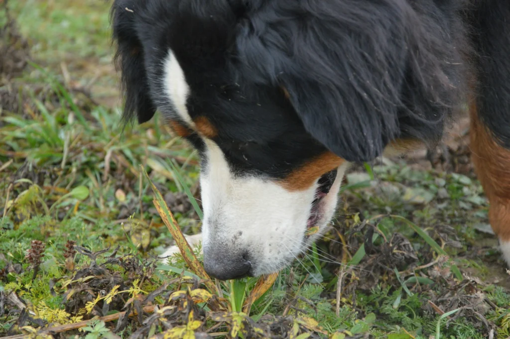 Dog sniffing the grass and ground outdoors during a scent game for mental stimulation
