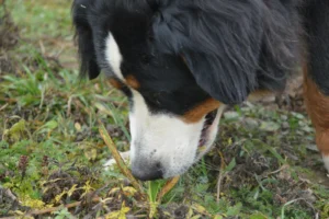 Dog sniffing the grass and ground outdoors during a scent game for mental stimulation