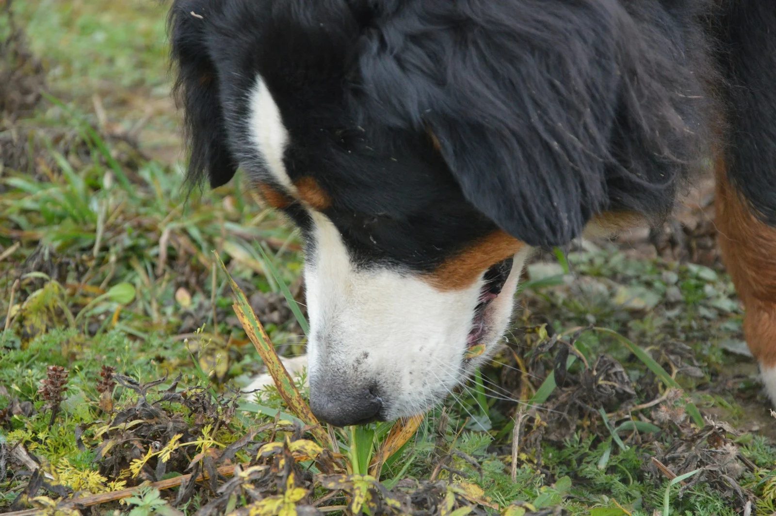 Mental Stimulation for Dogs: 10 Easy Ideas and a Daily Plan (2026)
