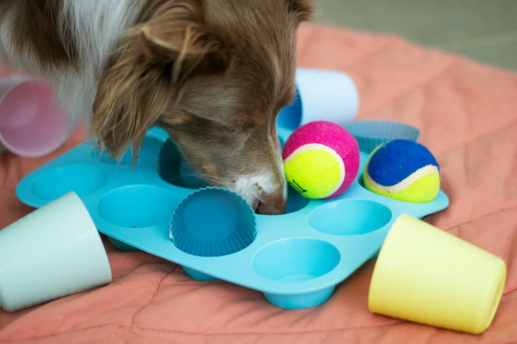Brown and white dog using its nose to find treats in a muffin-tin style puzzle toy with balls and cups