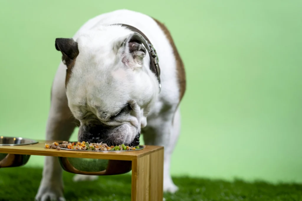 English bulldog eating kibble from a raised feeding stand at mealtime