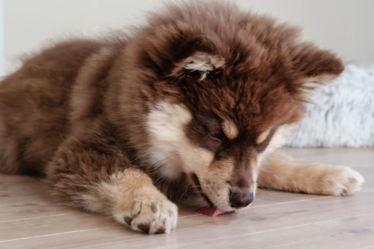 Best Lick Mat for Dogs in 2026