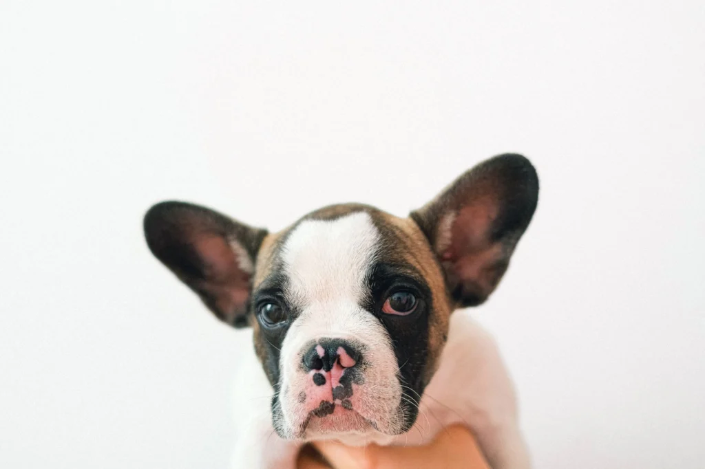 Slow Feeders for Puppies: When to Start and How to Choose