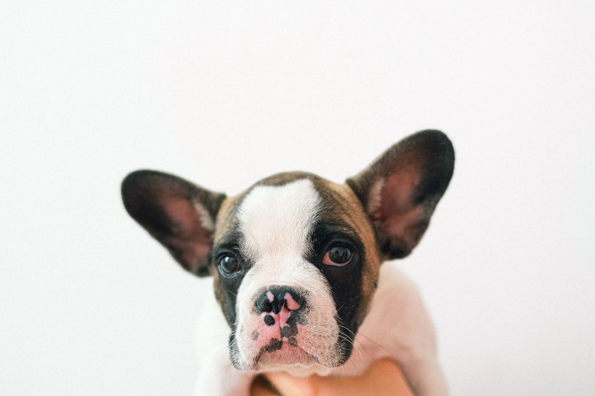 Slow Feeders for Puppies: When to Start and How to Choose
