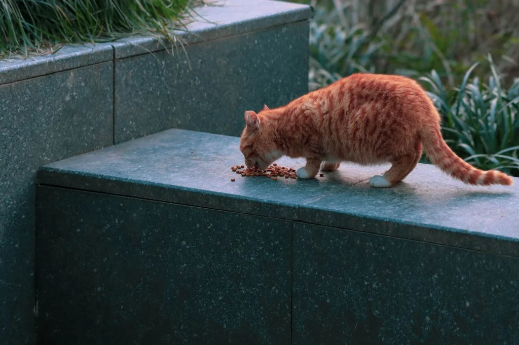Ginger tabby cat with head down eating dry kibble