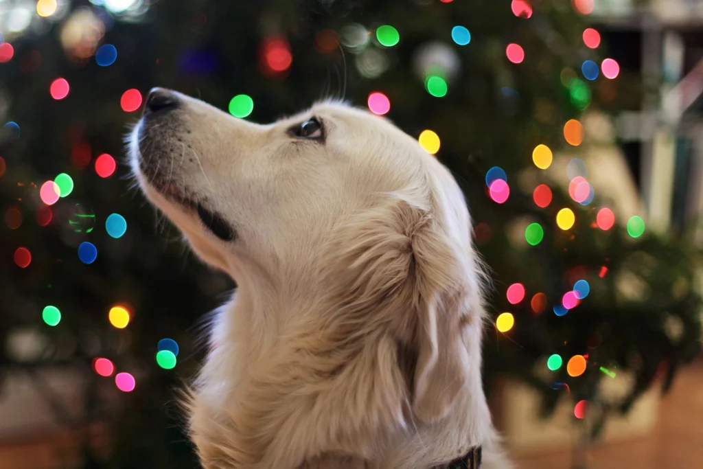Christmas Gifts for Dogs 2026: 30 Ideas Dogs and Cats Will Love