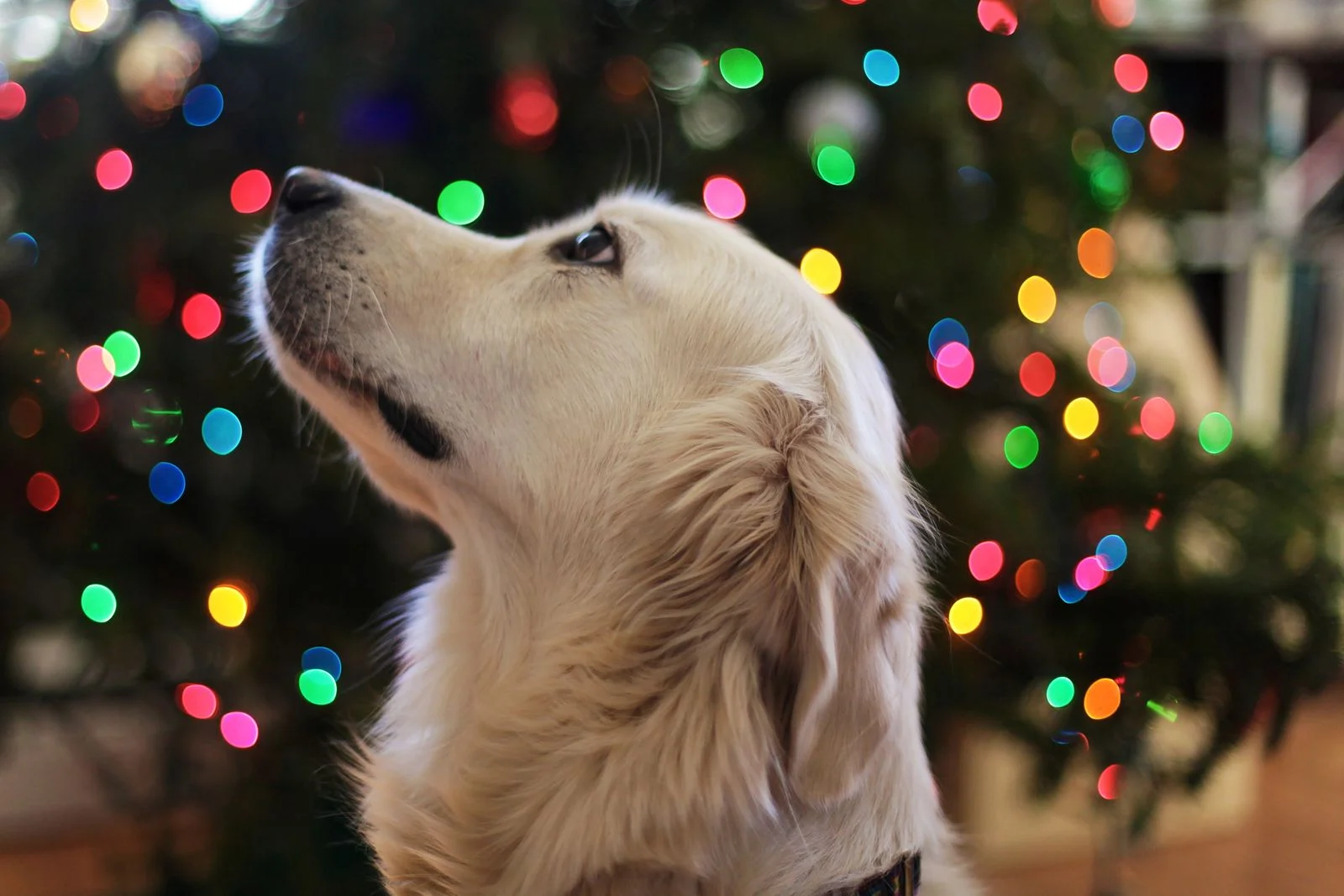 Christmas Gifts for Dogs 2026: 30 Ideas Dogs and Cats Will Love