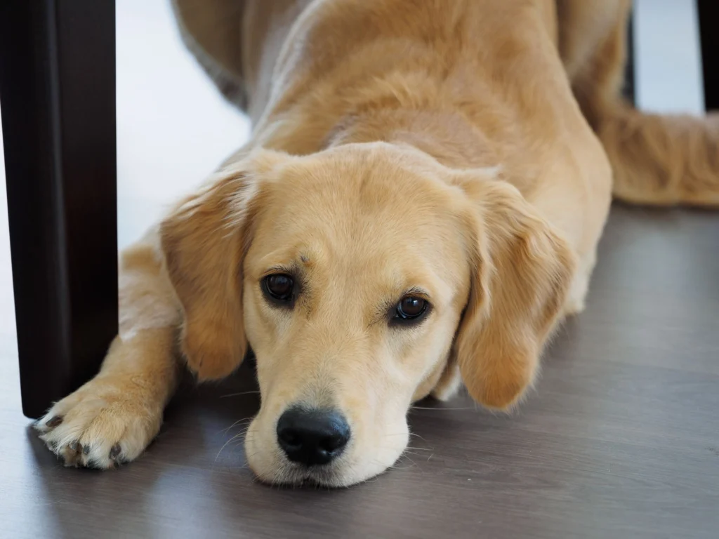 Golden retriever lying on a wooden floor looking up
