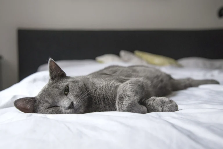 Feeding Senior Cats: Gentle Mealtime Solutions for Aging Joints, Teeth, and Minds