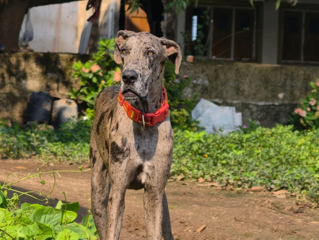 Tall deep-chested Great Dane in a red collar standing outdoors, a breed at higher risk of bloat