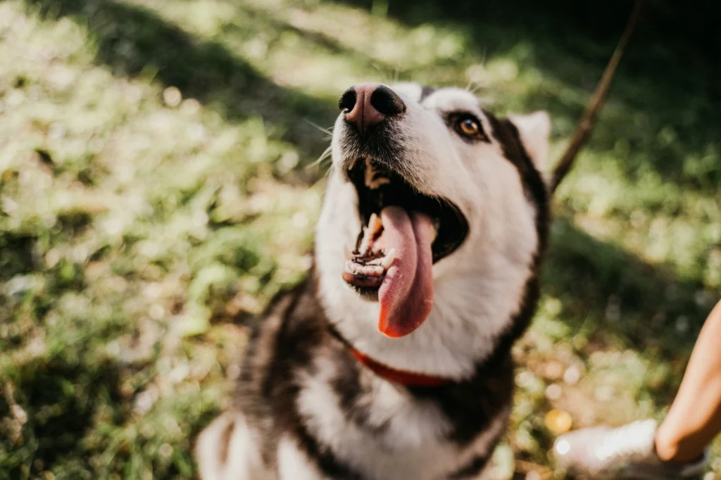 Happy husky with its tongue out on the grass