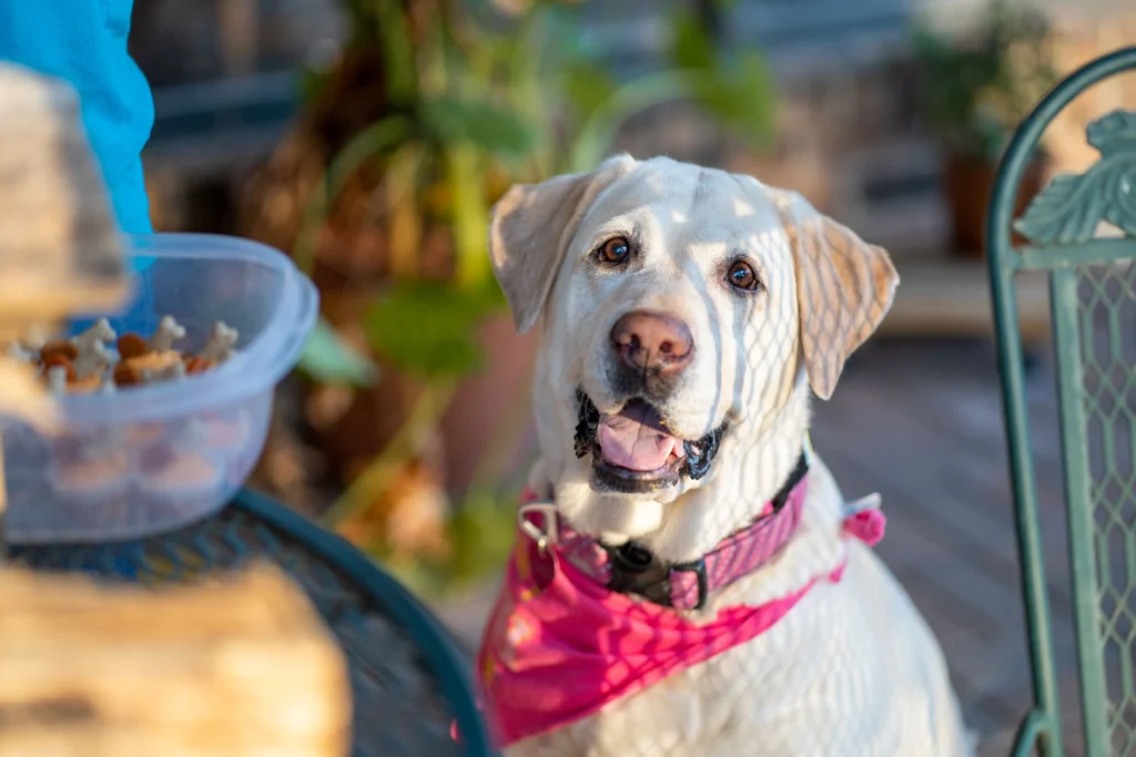 Happy Labrador sitting beside a bowl of dog treats