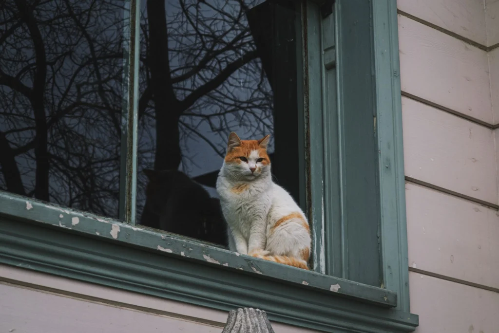 Mealtime Enrichment for Indoor Cats: Beat Boredom for Good
