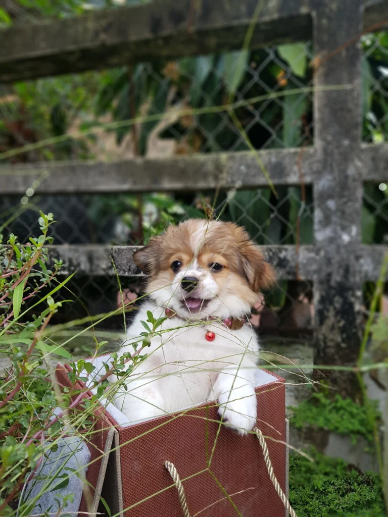 Fluffy puppy peeking out of a paper gift bag in a garden