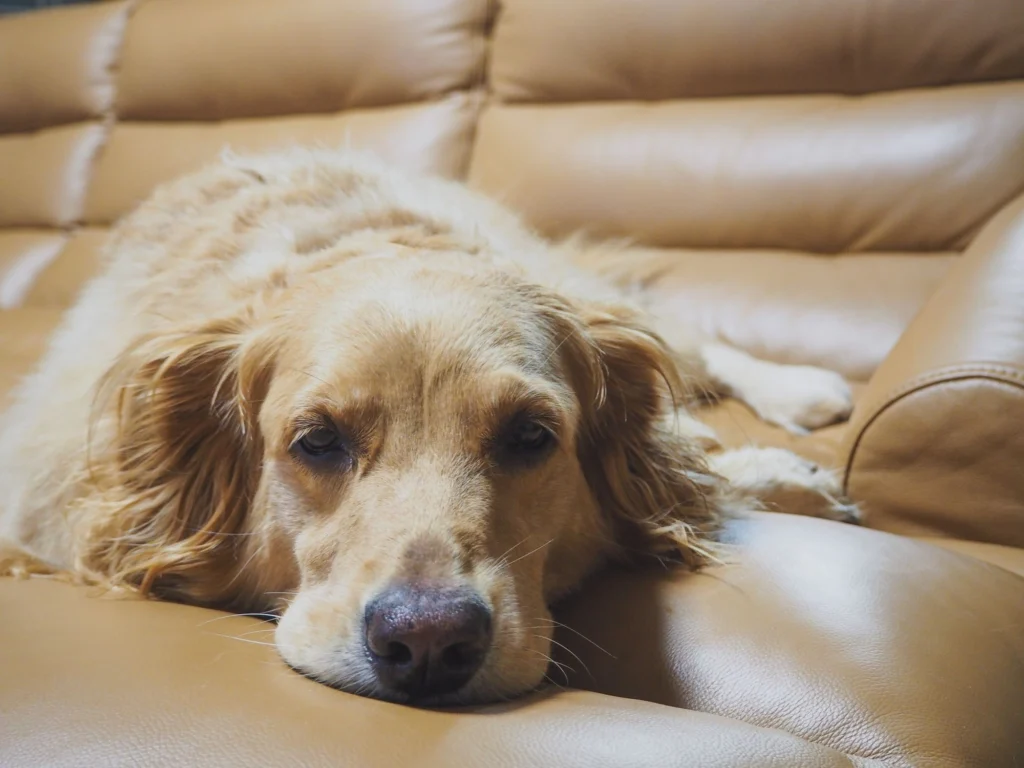 Relaxed golden dog lying on a leather sofa